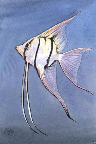 2024 06.16 angelfish 4x6 web